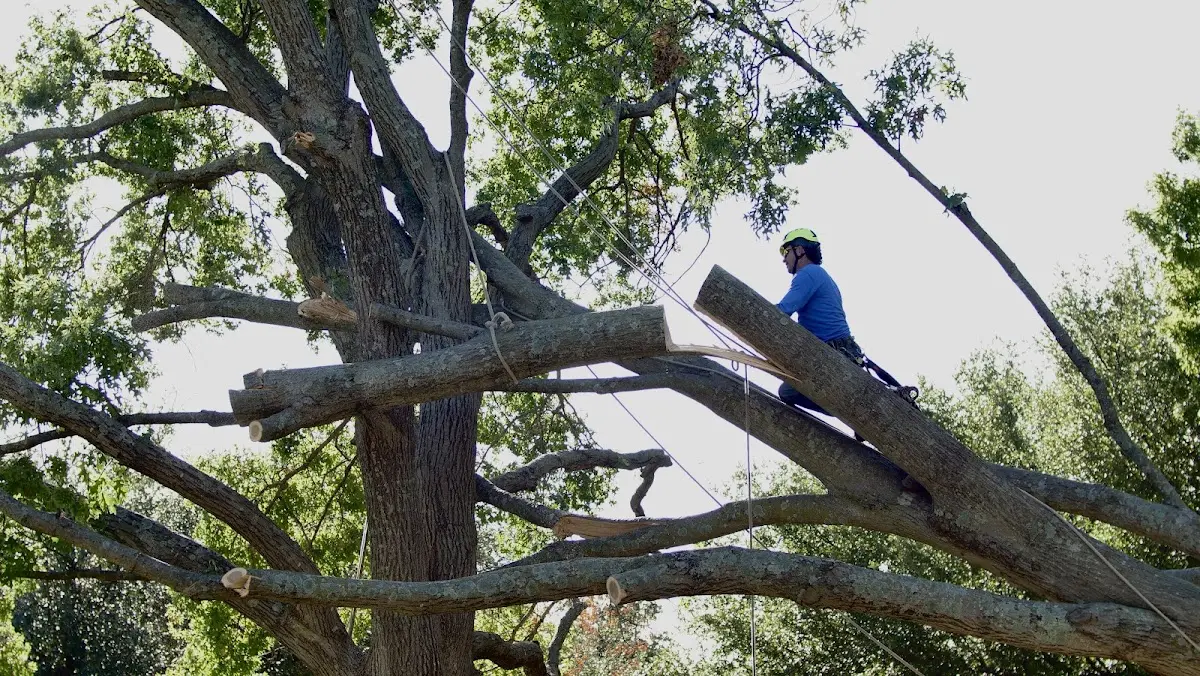 Professional Hazardous Tree Removal performed by certified arborists in New Market