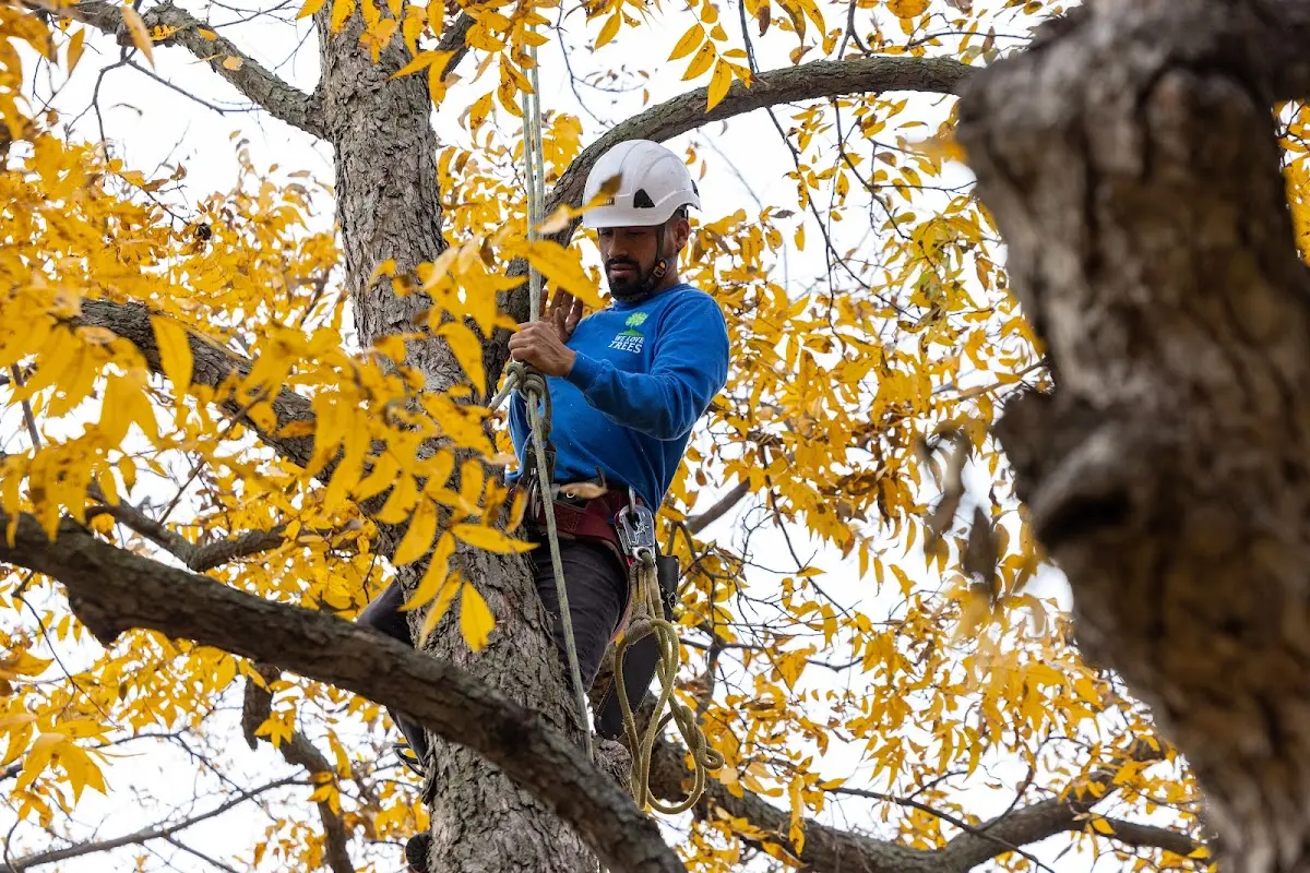 Skilled Tree Planing crew working in New Market